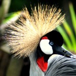 Vogels Bali