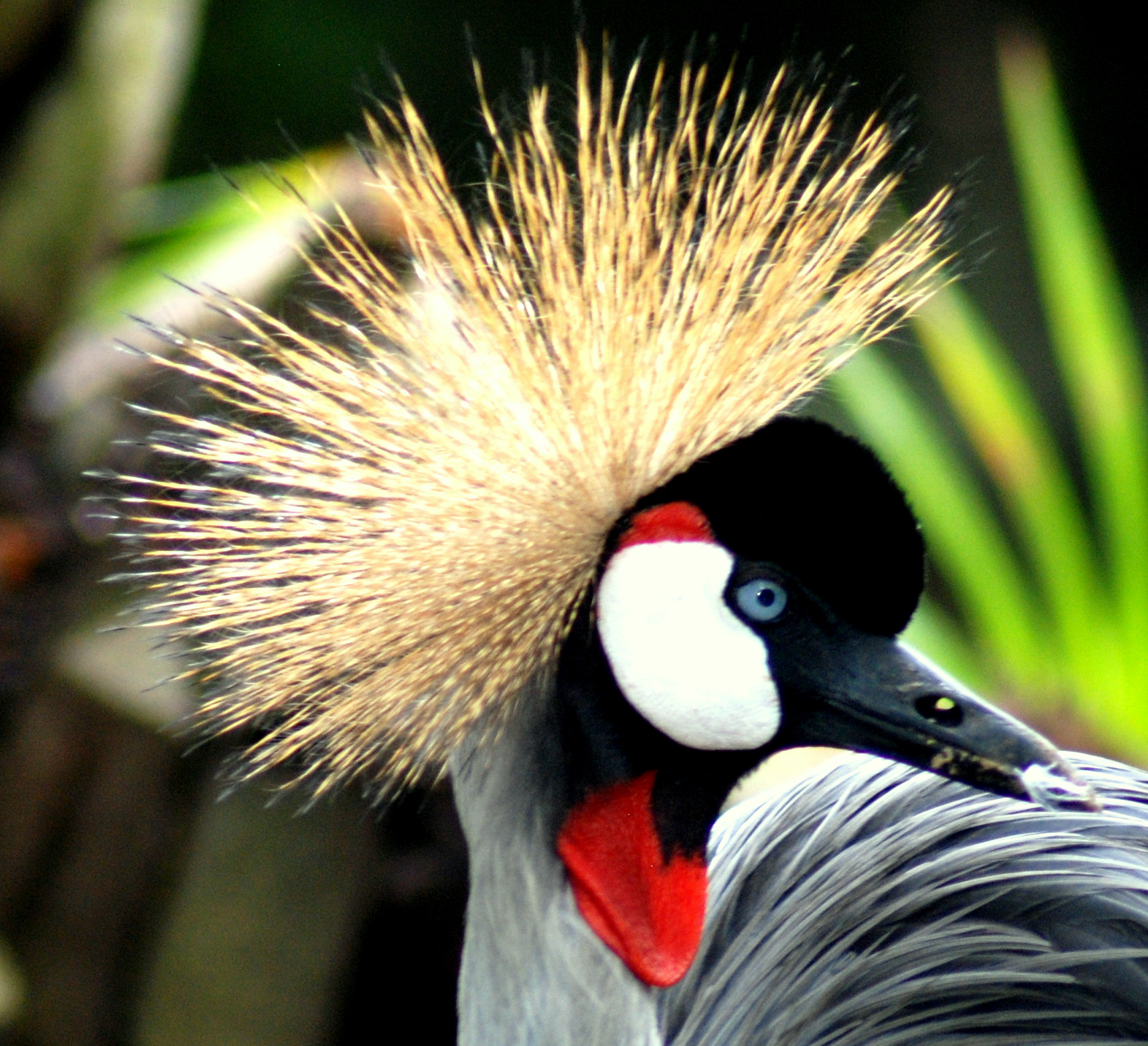 Onafhankelijk Raad eens roem Vogels Observeren Bali | Info Bali